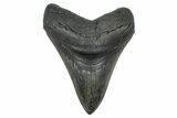 Fossil Megalodon Tooth - South Carolina #371769-1